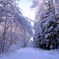 Утро в лесу :: Людмила Смородинская