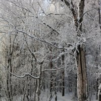 Лесными тропинками :: Ольга 