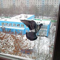 Голубь за окном :: Ольга Довженко