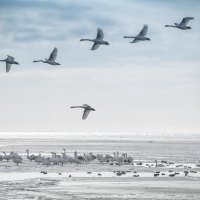 Сотни лебедей прилетели :: Александр Довгий