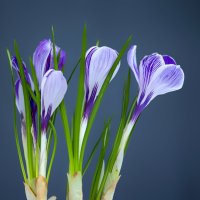 crocuses :: Zinovi Seniak