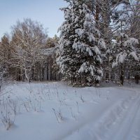 На лыжне. :: Андрей Дурапов