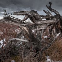 Живое :: Роман Грушевский