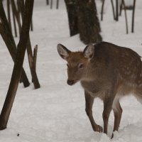 Олень (дама). :: Андрей 