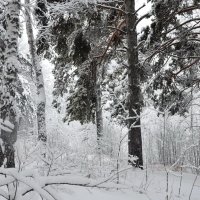 Лес застыл в морозной дымке... :: Галина 