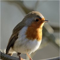 Зарянка (лат. Erithacus rubecula) :: Bo Nik