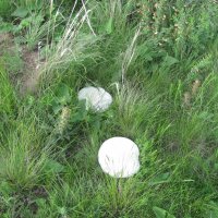 Хороши грибы в степях... :: Георгиевич 