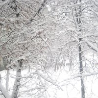 Когда много снега.. :: Елена Семигина
