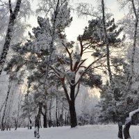 Старая сосна :: Галина 