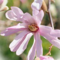 Magnolia Stellata Rosea Звездная магнолия :: wea *