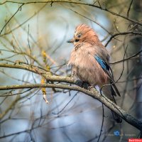 Попугай весеннего леса :: Игорь Сарапулов