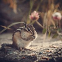 осенний бурундук :: Антон Лихач