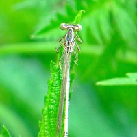 Плосконожка обыкновенная Platycnemis pennipes совсем еще юная :: Александр Чеботарь