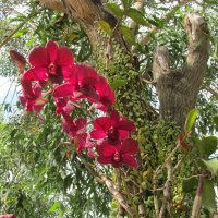 остров орхидей, Вьетнам 2020 :: Елена Шаламова