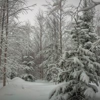 зимний лес :: Лариса Крышталь 
