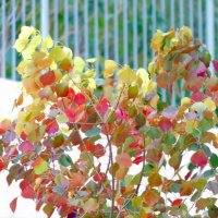 Разноцветные листья. :: Валерьян Запорожченко
