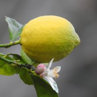 Когда цветут лимоны... :: Гала 