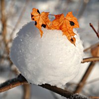 Зимы этюды.. :: Андрей Заломленков