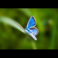 бабочка :: Anastasiya Kokhna