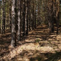Сказки старого леса :: Екатерина Сергиенко