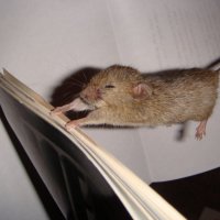 Mouse :: Роман Комина