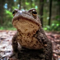 The Frog :: Олександр Волжский