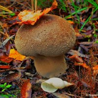 Mushrooms life :: Олександр Волжский