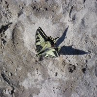 Бабочка :: Надежда Ужанова
