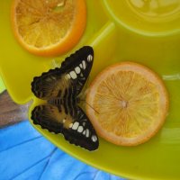 Завтрак для бабочки :: Анна Васицина