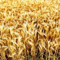 пшеница :: Korto Maltez