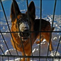 Собака в снегу :: Андрей Савельев