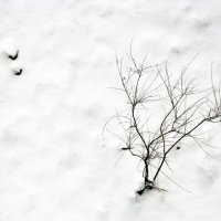 рисунки на снегу :: Вира Вира