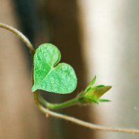 green heart :: Макс Сероштан