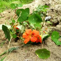 Оранжевый цветок :: Elena Hartman