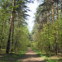 Тропинка в Кузьминском лесопарке :: Рустам 