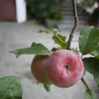 Монастырские яблоки. :: Надежда Судакова