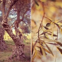 Незабываемая оливковая роща, залитая лучами заходящего солнца :: Татьяна Бирюкова