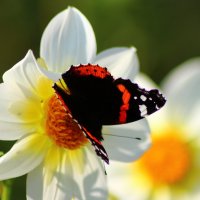 бабочка на цветке :: Светуля Тонких
