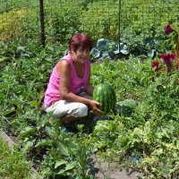 Моя мама на огороде собирает урожай :: EvgenSEN Стебловцев