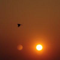 Sun bird :: Никита Балуев