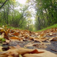 Дорога в осень :: drakosha Deva