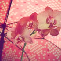 орхидея :: Виктория 
