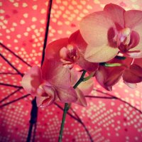 орхидея :: Виктория 