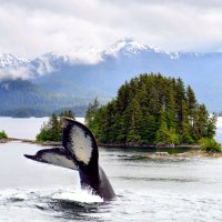 Горбатый кит на Аляске :: Надежда Пелымская 