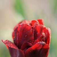 Красный тюльпан :: Надежда Пелымская 