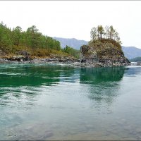 Катунь. Кедровый остров :: Виктор Четошников