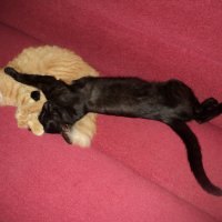 Спящие кошки милашки. :: Ольга Кривых