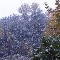 Первый снег :: Venera Shafigullina