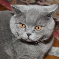 Котя :: анжела 