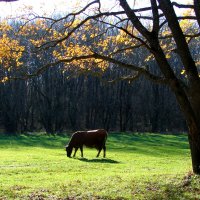 Умиротворённость :: Светлана Попова